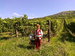 Pálava - vinice pod Stolovou horou